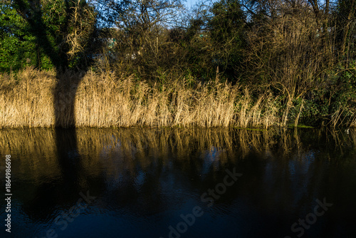 Winter reeds by a canal