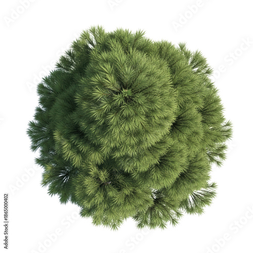 Top view of a dense green pine tree with detailed needles on a png isolated transparent background black background