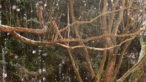 Falling snow in the forest wintry season
