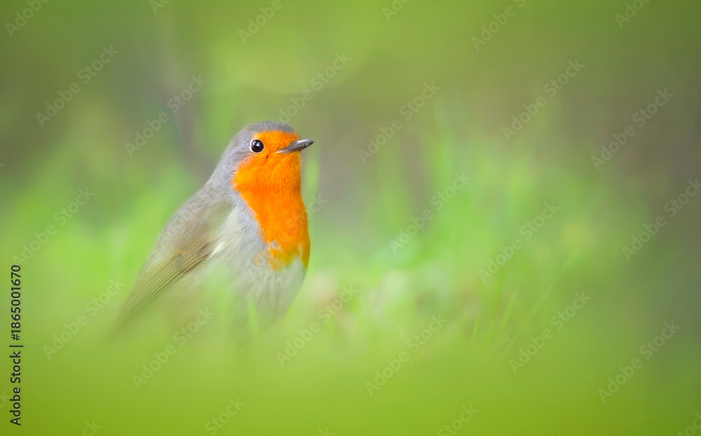 Fototapeta premium Cute bird robin. Nature background. Bird: European Robin. Erithacus rubecula.