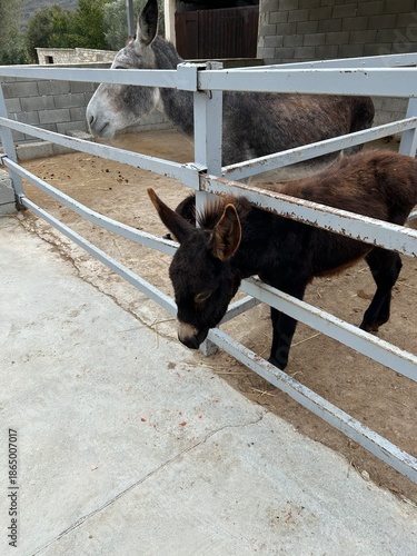 mały czarny osiołek zamknięty w zagrodzie