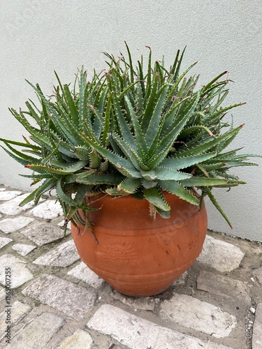gęsto rosnący aloes w glinianej donicy