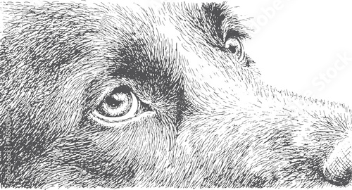 Dog portrait in detailed black and white sketch style. The closeup illustration showcases the animal's eye and fur texture in a vector format.
