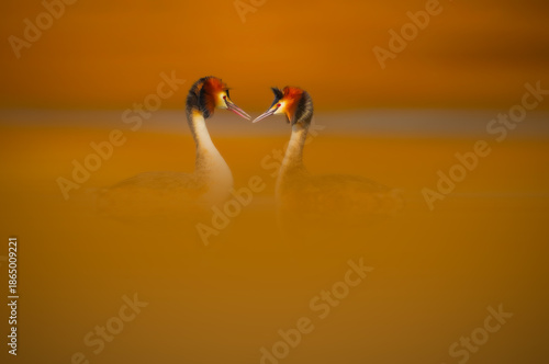 The love of birds. Nature background. Bird: Great Crested Grebe. Podiceps cristatus.