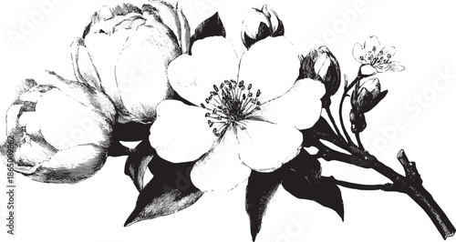 Peony flower illustration in black and white sketch style. Detailed botanical design, featuring blooms in a vintage set vector illustration.