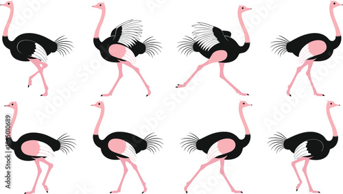 Ostrich Cartoon Illustration Set with Walking and Running Poses African Bird Isolated on White Vector