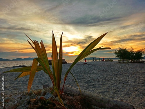 Small coconut tree with sunset on background 