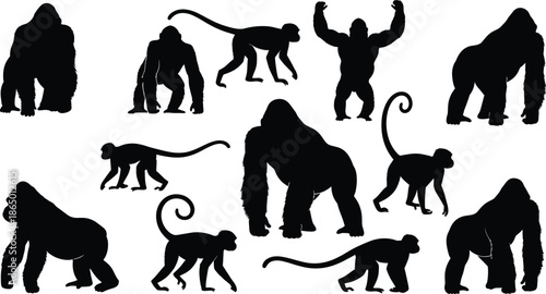 Gorilla and Monkey Silhouette Vector Set with Different Poses Movements and Expressions Isolated on White