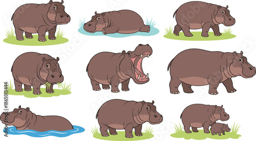 Hippopotamus Cartoon Illustration Set Showing Standing Walking Swimming and Yawning Poses Isolated on White