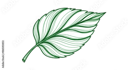 Artistic line drawing of a single green leaf showing detailed vein structures and a textured surface against a plain white background.