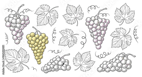 Assorted sketches of grape clusters and vine leaves in purple and yellow tones showcasing a vintage hand-drawn botanical illustration style.