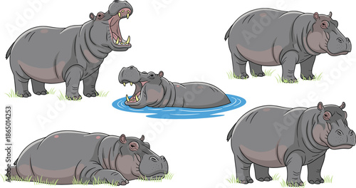 Hippopotamus Cartoon Illustration Set with Standing Sitting Swimming and Yawning Poses Vector Collection