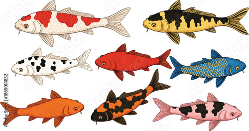 Koi Fish Vector Illustration Set with Different Colors and Patterns Japanese Carp Isolated on White