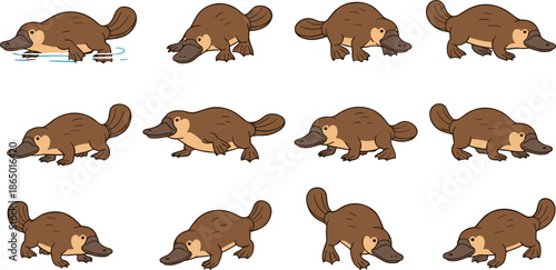 Platypus Cartoon Illustration Set with Walking Swimming and Crouching Poses Isolated on White Vector Collection