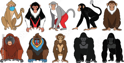 Primate Species Cartoon Illustration Set with Monkeys Apes Gorillas and Orangutans in Different Poses