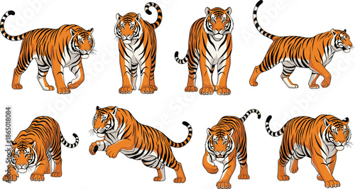 Realistic Tiger Illustration Set Showing Multiple Walking Running and Hunting Poses Vector Collection
