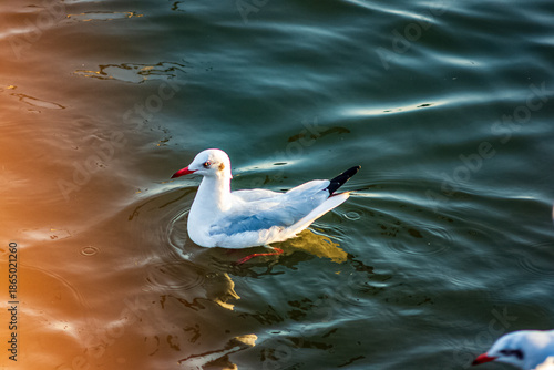 White seagulls swim in the sea.