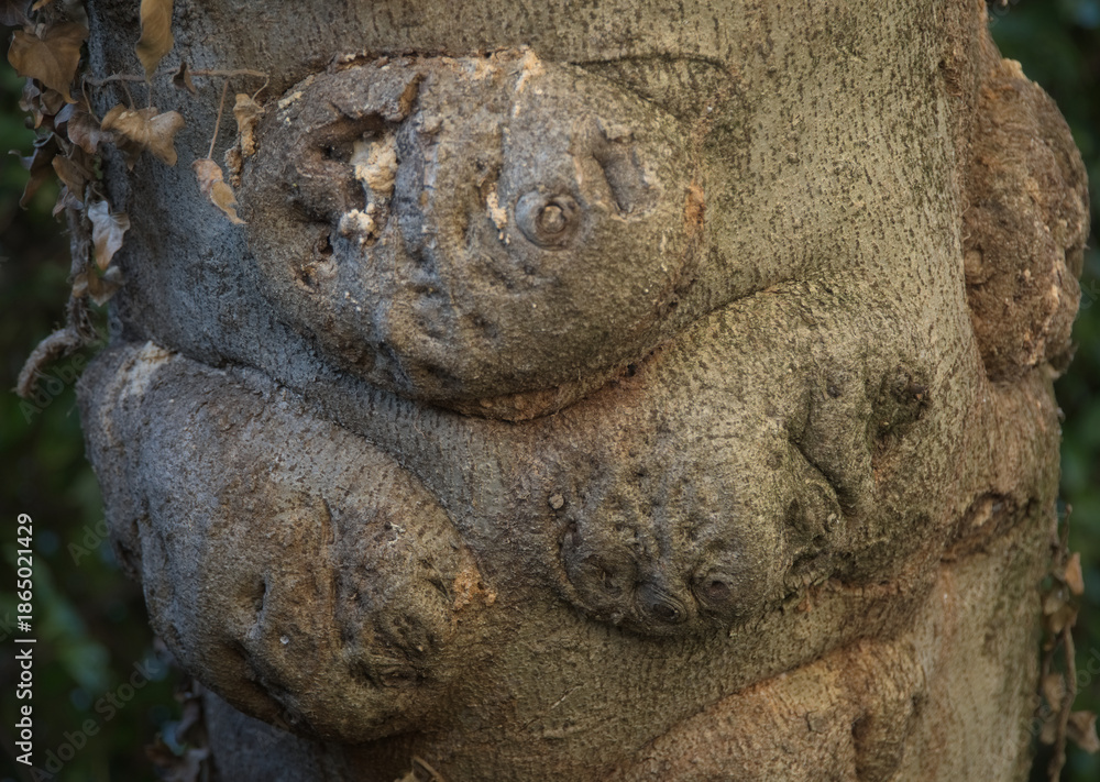 Obraz premium Old fig trunk with bumps