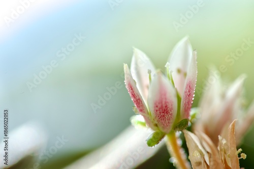 Succulent flowers in summer. Macro photography