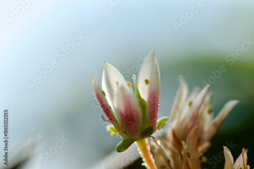 Succulent flowers in summer. Macro photography