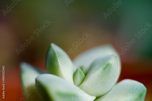 Succulents in summer. Macro photography