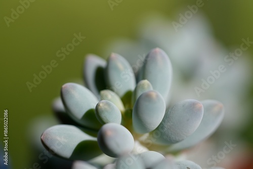 Succulents in summer. Macro photography