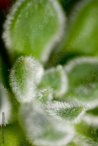 Succulents in summer. Macro photography