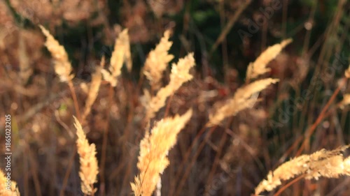Dry grass in the ornamental garden behind the house