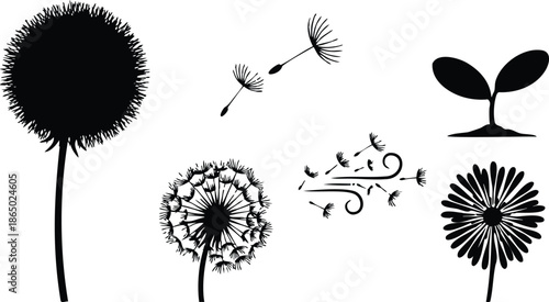 Flat design close up dandelion silhouette with seeds blowing and small sprout icon side view showing stem detail radial seed parachute motion minimalist black on white