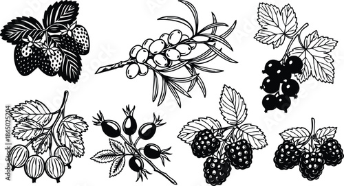 Engraving style detailed vector composition of assorted berries close up showing strawberry sea buckthorn currant gooseberry rose hip raspberry blackberry in hand drawn black ink botanical sketch