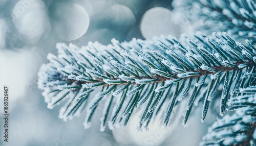 Closeup of frost covered pine needles with soft bokeh background winter nature