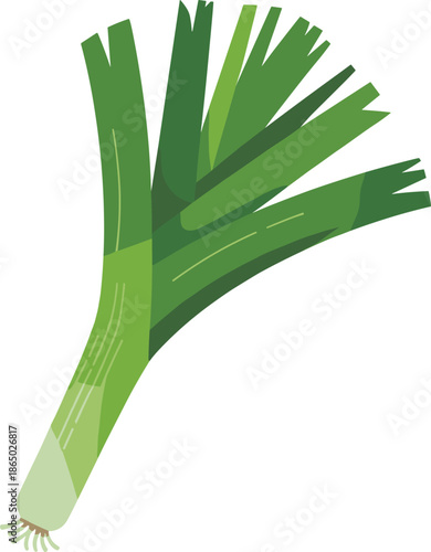 Fresh green leek with multiple leaves and white stem on white background vegetable