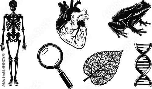 Engraving style vector set showing human skeleton anatomical heart frog magnifying glass leaf and dna icons arranged on white background detailed linework close up scientific education