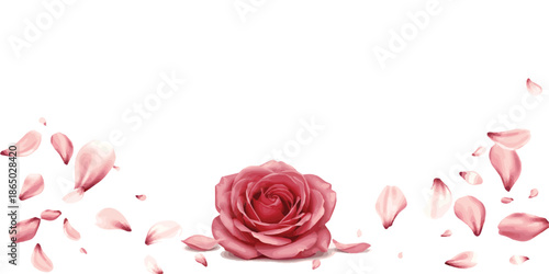 Beautiful single rose with flying petals creating a romantic border on white