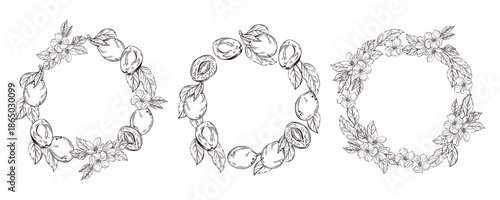 A set of wreaths of plums, flowers, leaves, halves of plums. Vector illustration