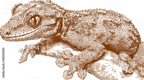 Vector illustration of a gecko showcasing detailed anatomy and textured skin in a realistic style. An exotic representation in a natural setting.