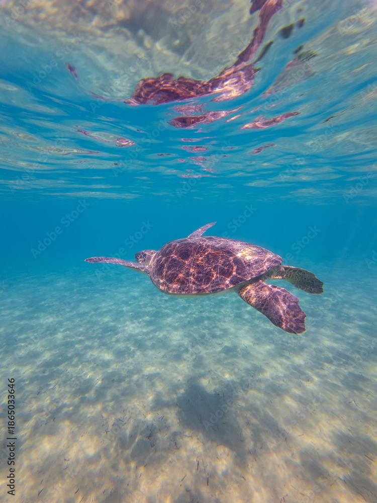 Fototapeta premium Sea Turtles Swimming Underwater – Loggerhead (Caretta Caretta) and Green Turtle