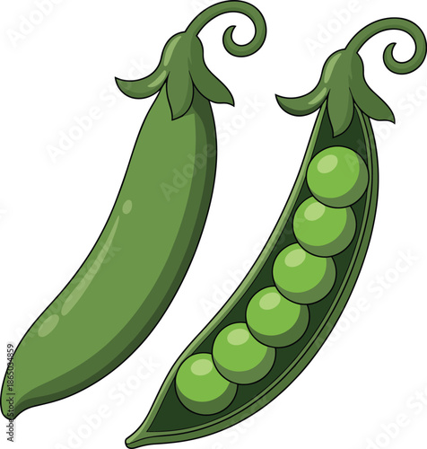 Two Green Pea Pods with One Open Showing Round Peas Inside fresh