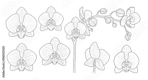 Detailed set of phalaenopsis orchid flowers and stems illustrated in a delicate black and white vintage engraving line art style.