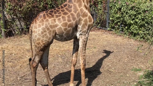 Giraffe standing outdoor sunny day tilt down shot.