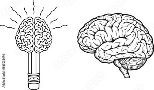 Detailed hand drawn human brain vector set and creative brain pencil icon for education psychology science and brainstorming ideas.