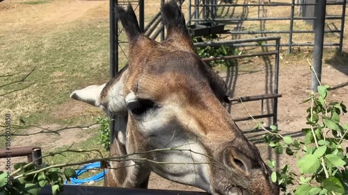 Giraffe eating leaf sunny day at zoo. Giraffe head.