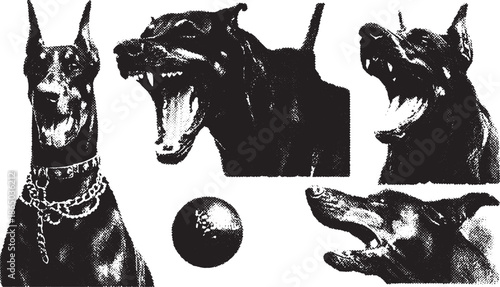 Rottweiler dog illustrations showcasing various poses in a set. Includes playful and aggressive expressions in vector style.