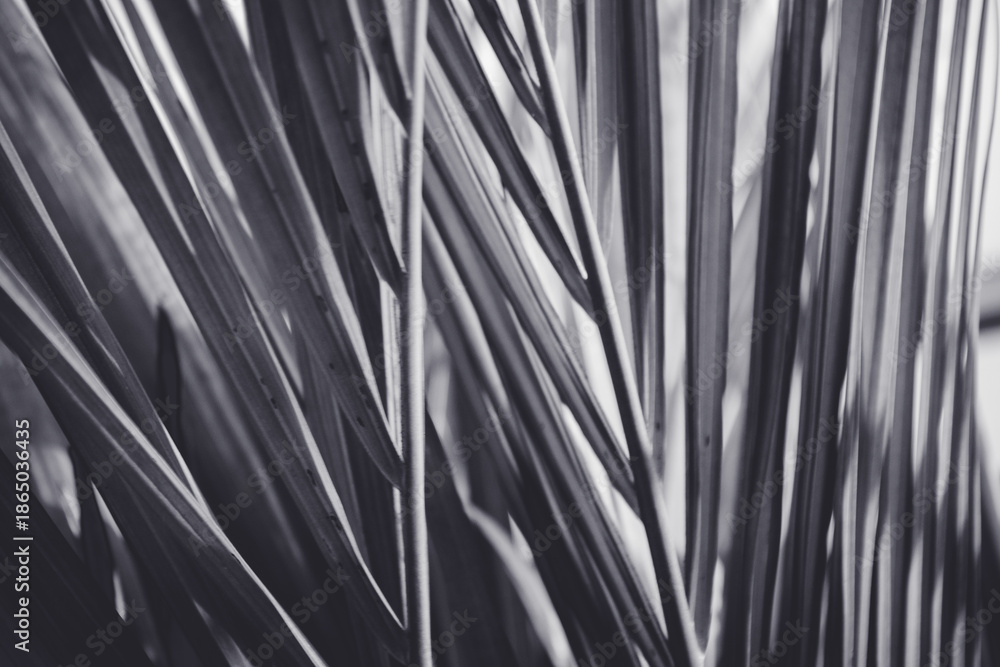 Fototapeta premium Silence and Depth in Black and White