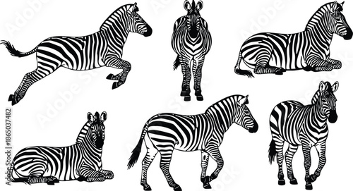 Line art vector zebras sheet multiple poses standing walking running lying down frontal and profile views isolated black and white animal silhouettes illustration set detailed contour