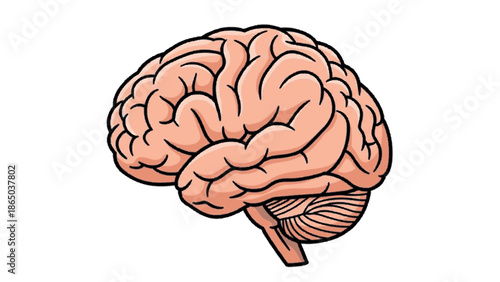 Detailed anatomical illustration of the human brain, representing intelligence, thought, and cognitive processes in a scientific and educational context
