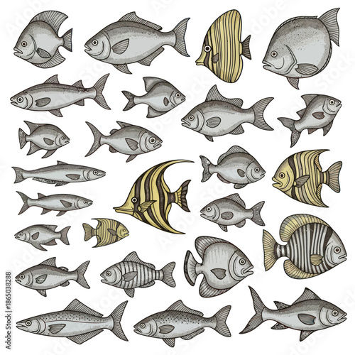 Diverse Collection of Fish Illustrations in Gray Tones.