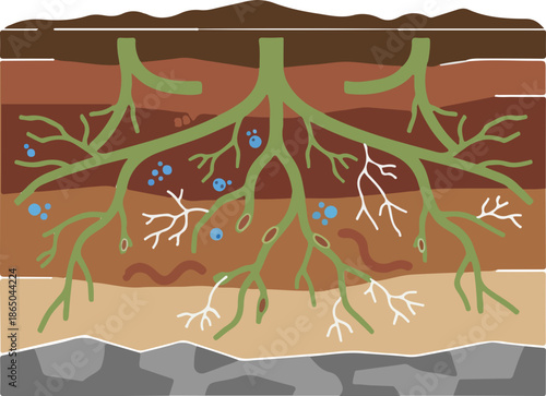 Underground Soil Root System