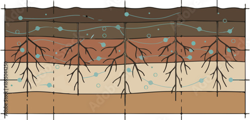Soil Layer Root Diagram