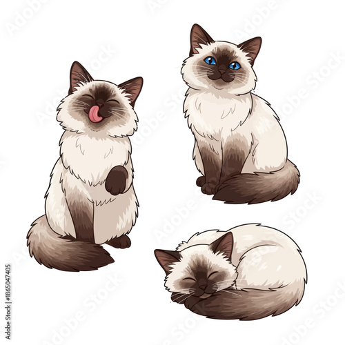 Charming Ragdoll Cats in Various Poses - Playful, Serene, and Sleepy.